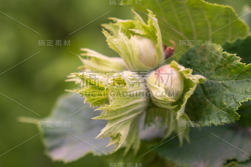 夏日花园里的绿色榛果和树叶