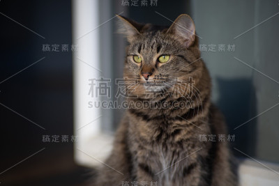 猫叫饼干