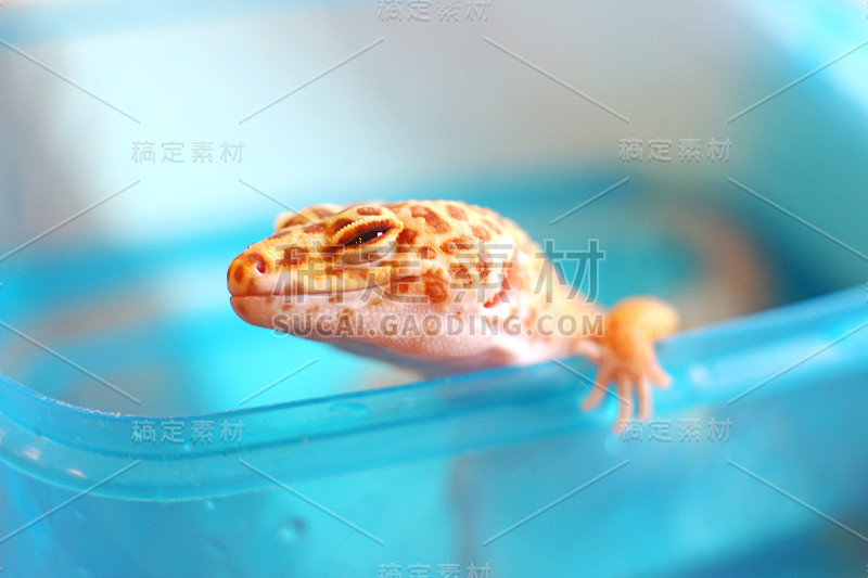先生的微笑
