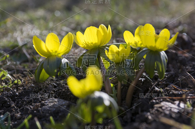 蛇尾草，早春开花，冬附子背光