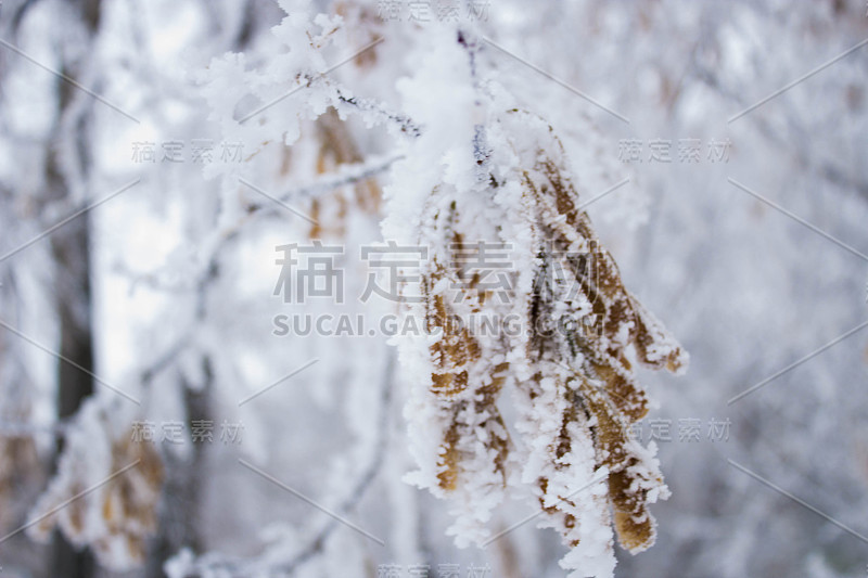 霜冻中的萨马拉