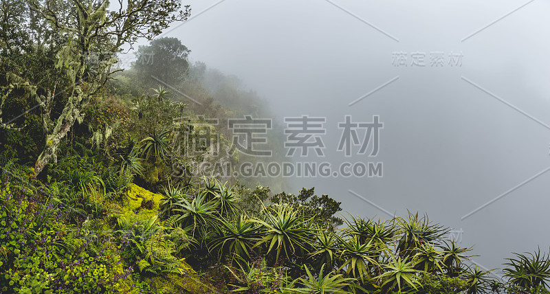 全景拍摄郁郁葱葱的绿色土著雨林与朦胧的背景