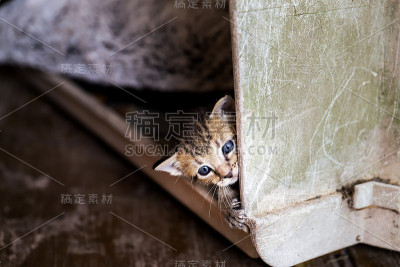 躲躲猫