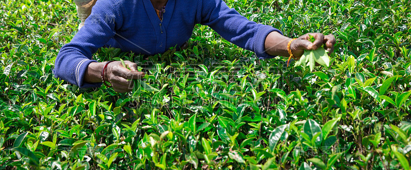 Nuwara Eliya，斯里兰卡- 13马赫:2017年，马克伍兹茶园的女采茶工，13马赫。茶产业