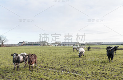 在荷兰大农场附近的草地上给牛肉