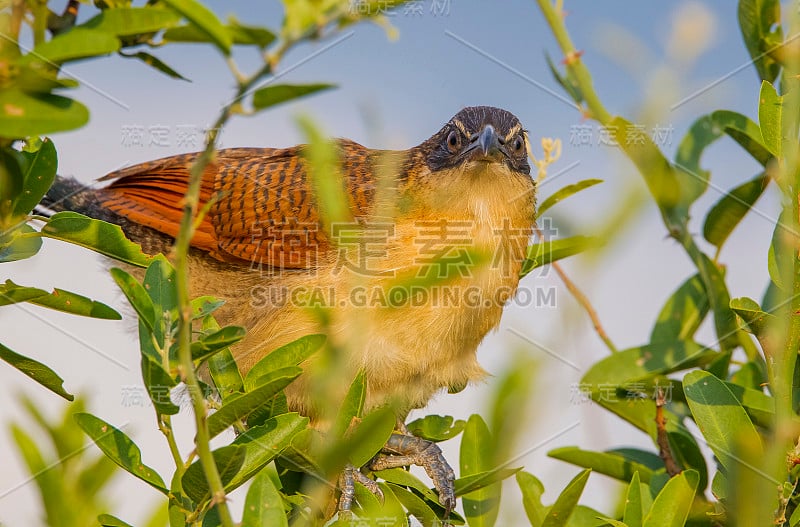 burchelle 's coucal(中pus burchellii)