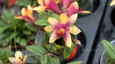 花盆里的紫色和黄色的小兰花