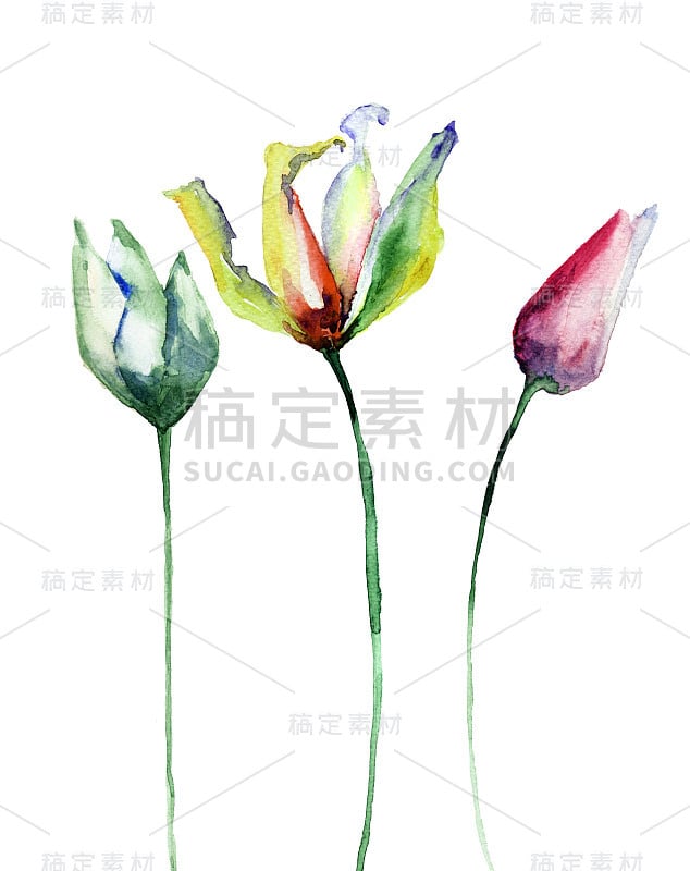 三个郁金香花