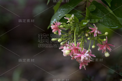 美丽的红色仰光攀缘花