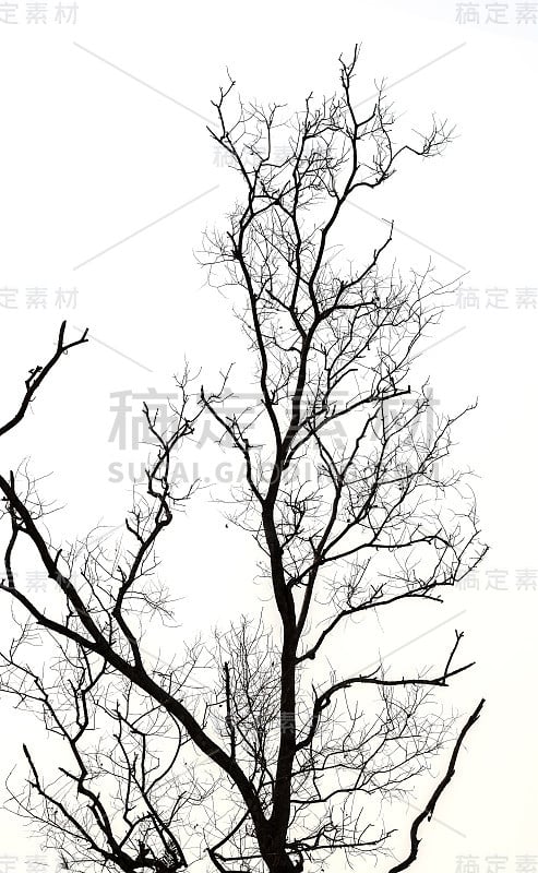 死树枝孤立在白色背景与复制空间