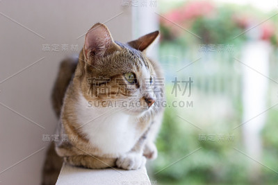 猫蹲在墙上