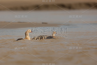 庄严和色彩斑斓的鸟类在大自然的栖息地