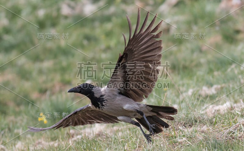 吃腐肉的乌鸦