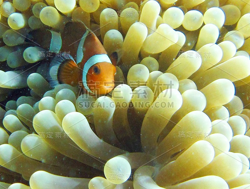 从海葵中探出头的海葵鱼