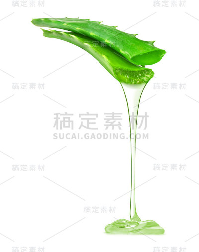 来自芦荟植物的透明精华从茎滴下，分离在白色背景
