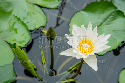 莲花