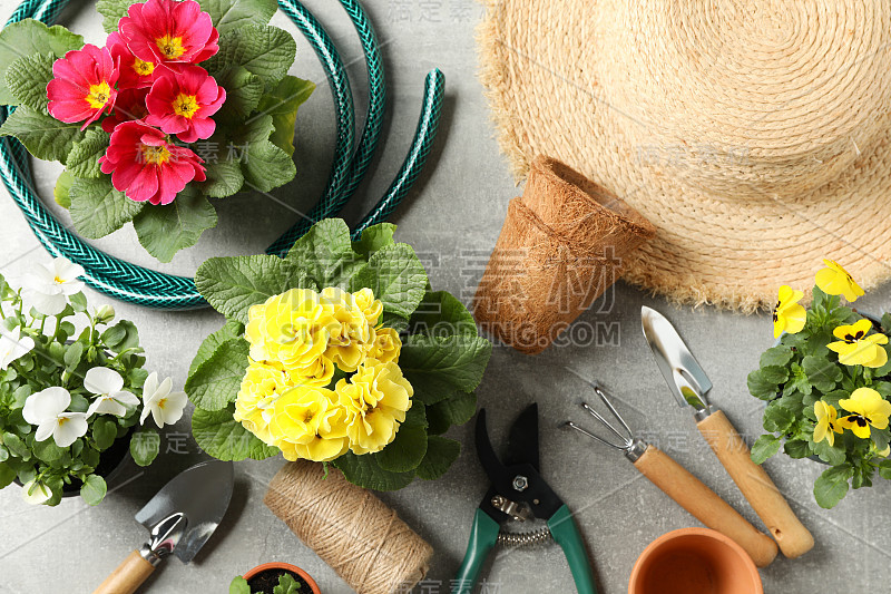 花，园艺工具和配件在灰色背景，俯视图