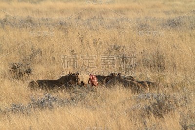 纳米比亚的埃托沙国家公园里的狮子