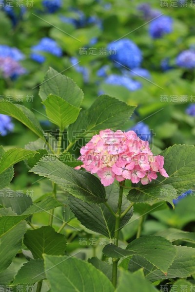 日本的绣球花
