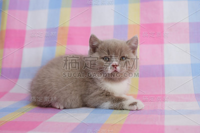 黑色背景上的小猫。