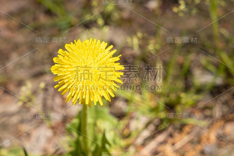 一个黄色的蒲公英头是在一个美丽的模糊的橙色背景