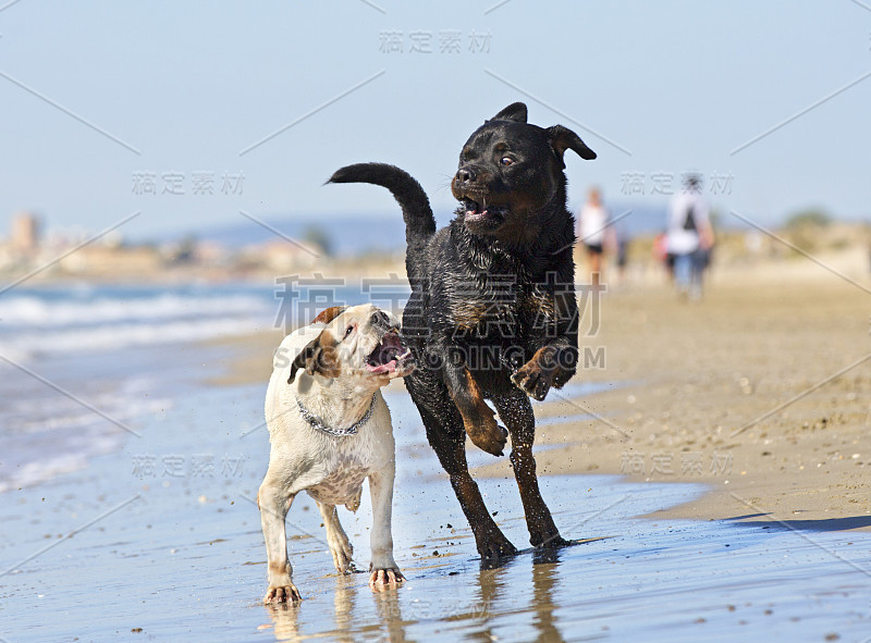 格斗罗特韦尔犬和拳击手