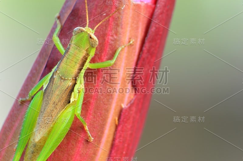 蚱蜢挂在水花上。