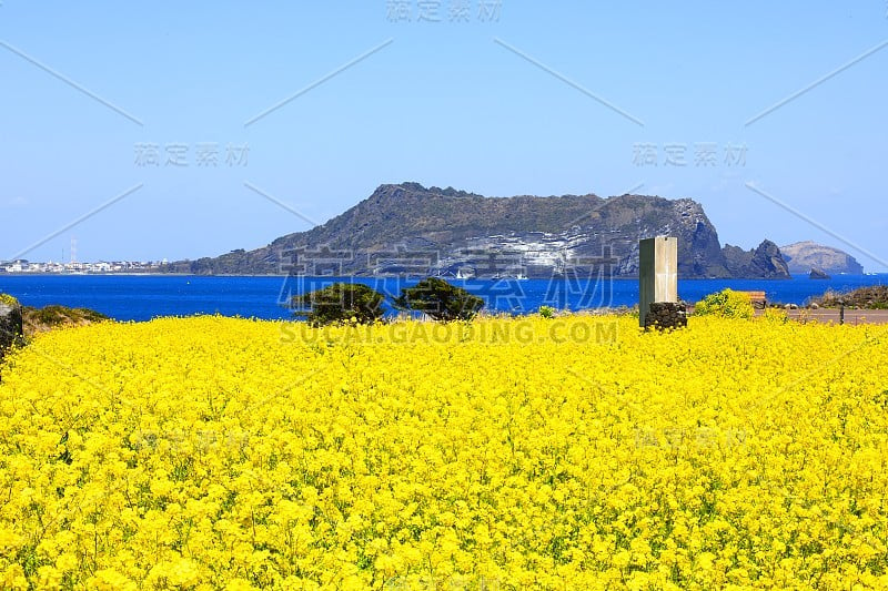 日出峰，油菜花，春，海，岸