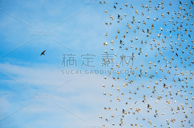 个性概念，鸟在飞翔