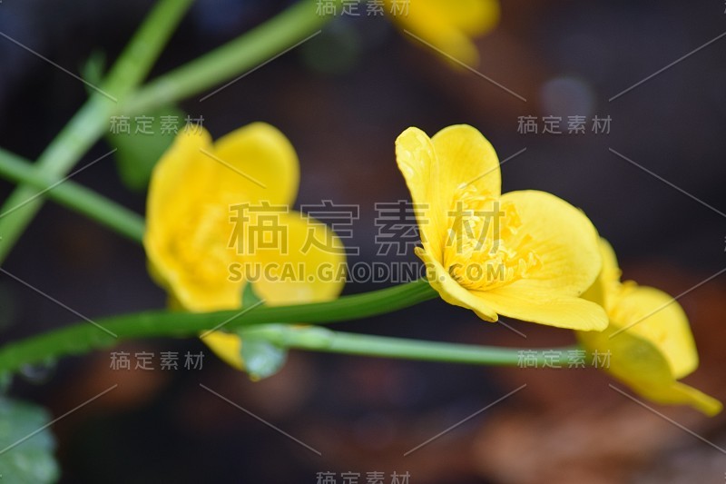 Caltha palustris