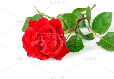 孤立在白色背景上的红玫瑰。