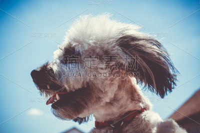 西施犬品种
