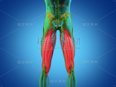 腘绳肌群，人体解剖肌肉系统。3 d演示。