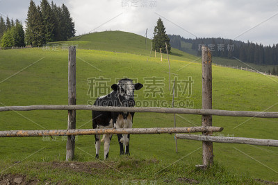 山上牧场篱笆后面的牛。喀尔巴阡山