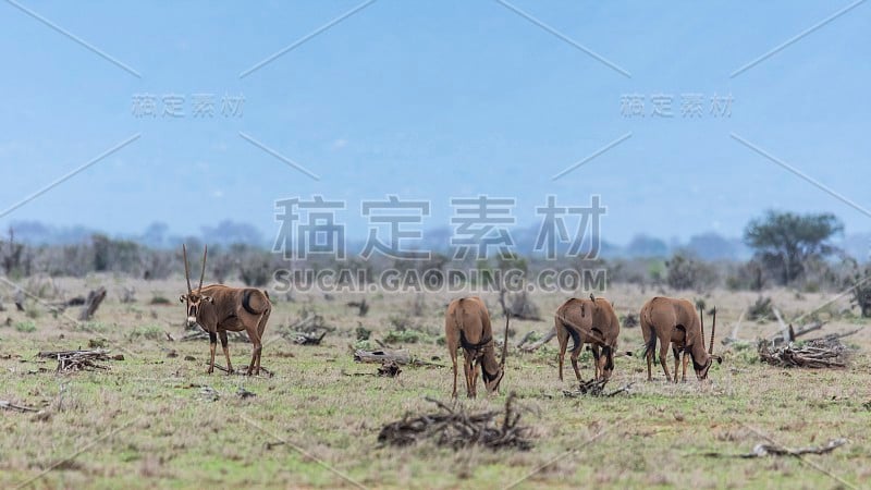 羚羊，肯尼亚东察沃