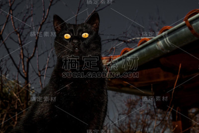 黑色的猫