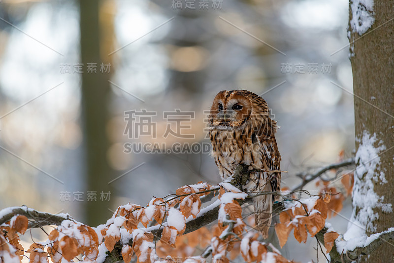 小猫头鹰(斯特里克斯·阿卢科饰)坐在森林的一根树枝上四处张望