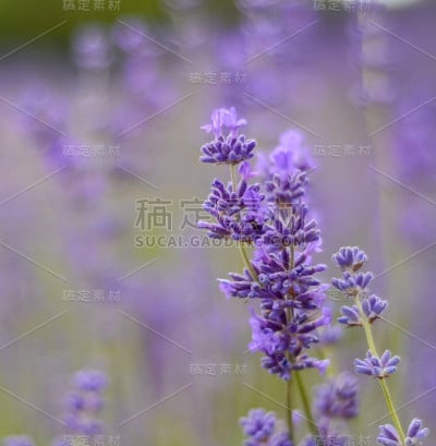 夏天的薰衣草田