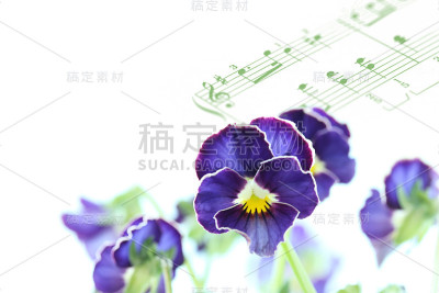 可爱的中提琴(三色紫罗兰)和音乐
