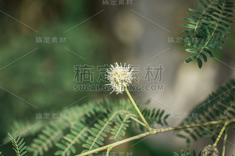 蒲公英