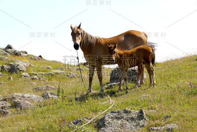 山上有两个小马驹