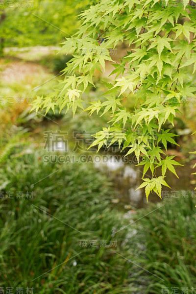 绿枫