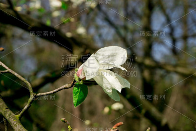 玉兰花