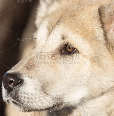 自然上的狗的肖像