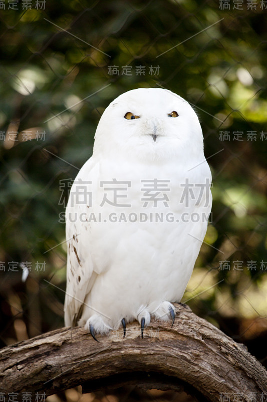 雪鸮