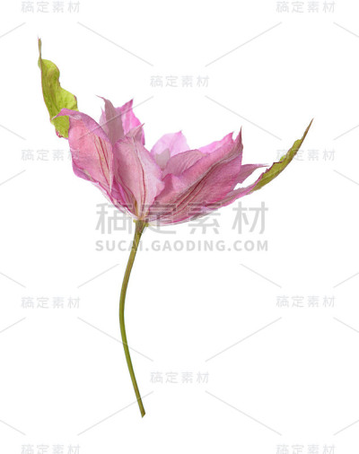 紫色的铁线莲的花