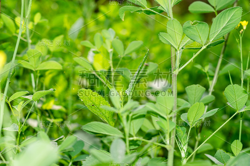 用手绿化和种植麦田