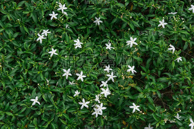 美丽的花背景，花背景