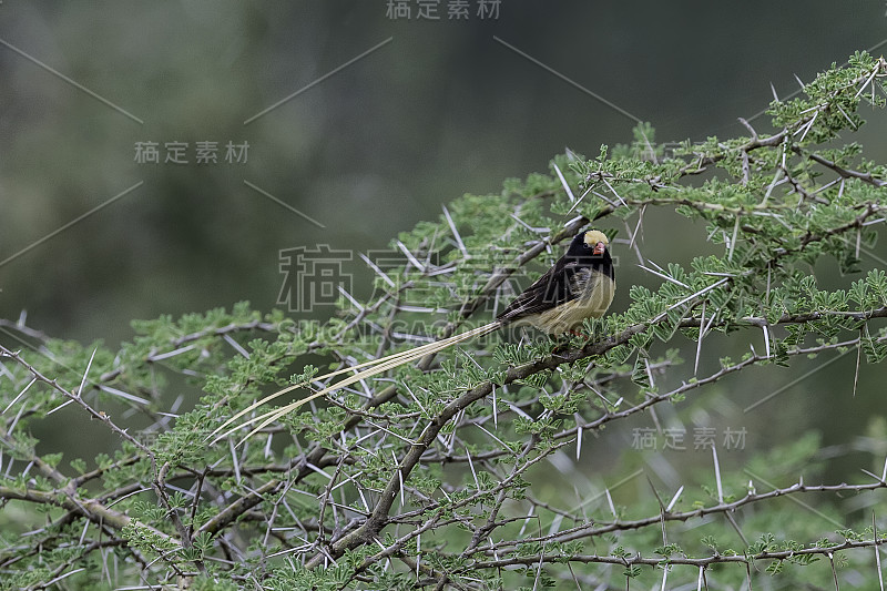 稻尾鸟是稻尾鸟科的一种鸟类。坦桑尼亚恩杜图湖保护区