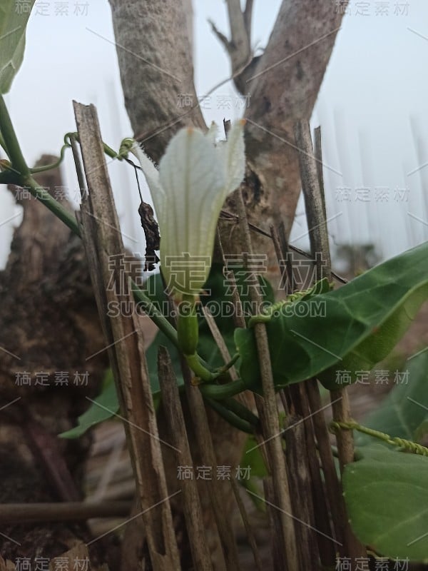 茄子树的花有多漂亮